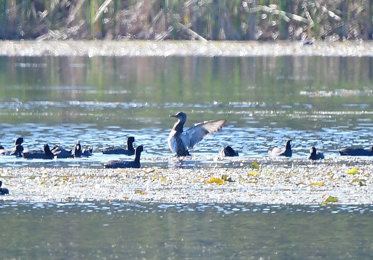 Gadwall - ML523570181