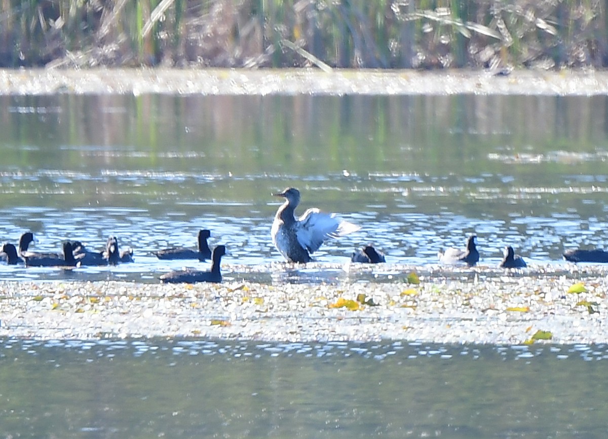 Gadwall - JoAnna Clayton