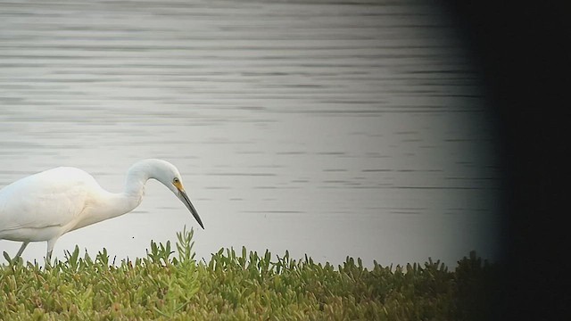 Snowy Egret - ML523570211