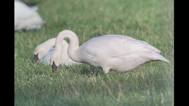 Trumpeter Swan - ML523571441