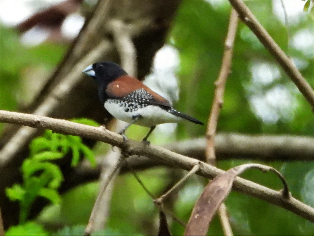 Black-and-white Mannikin (Red-backed) - ML523571451
