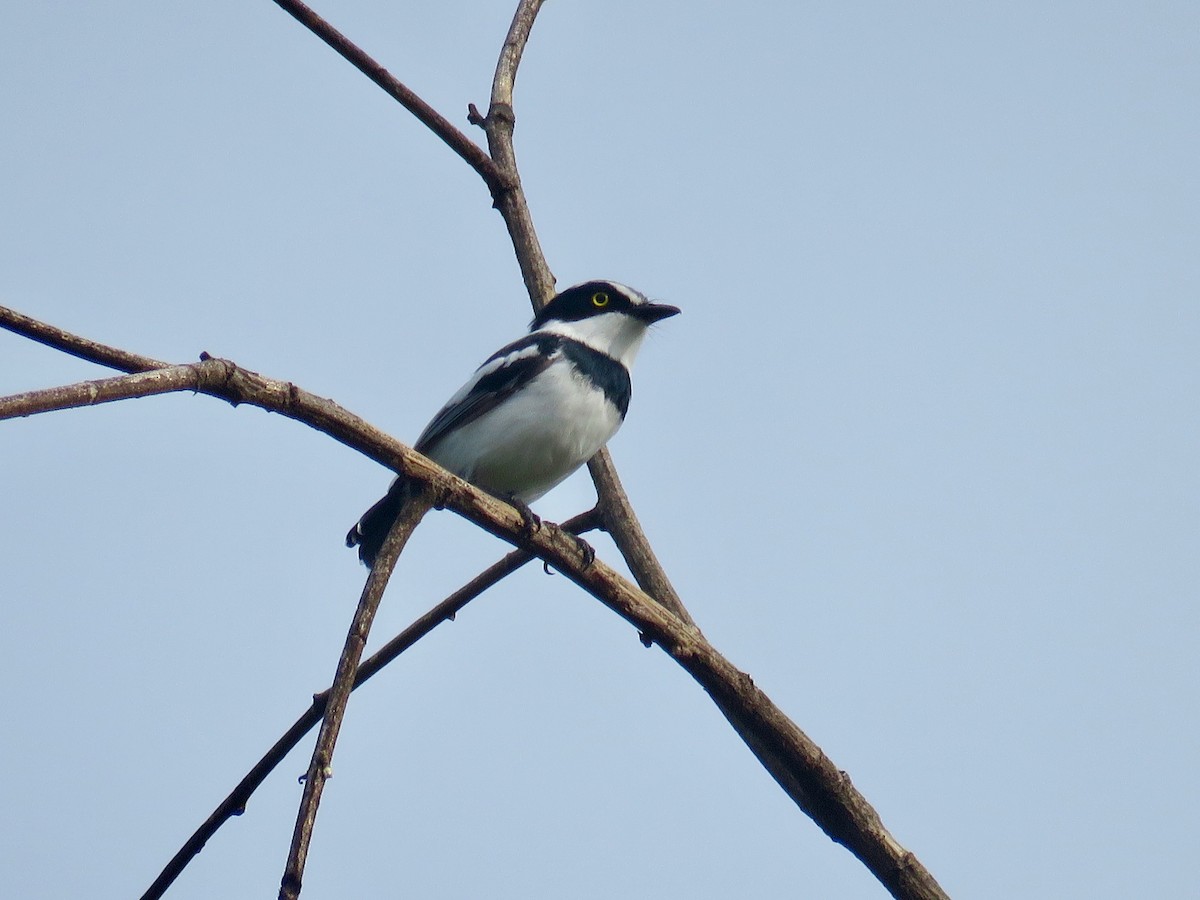Pale Batis - GARY DOUGLAS
