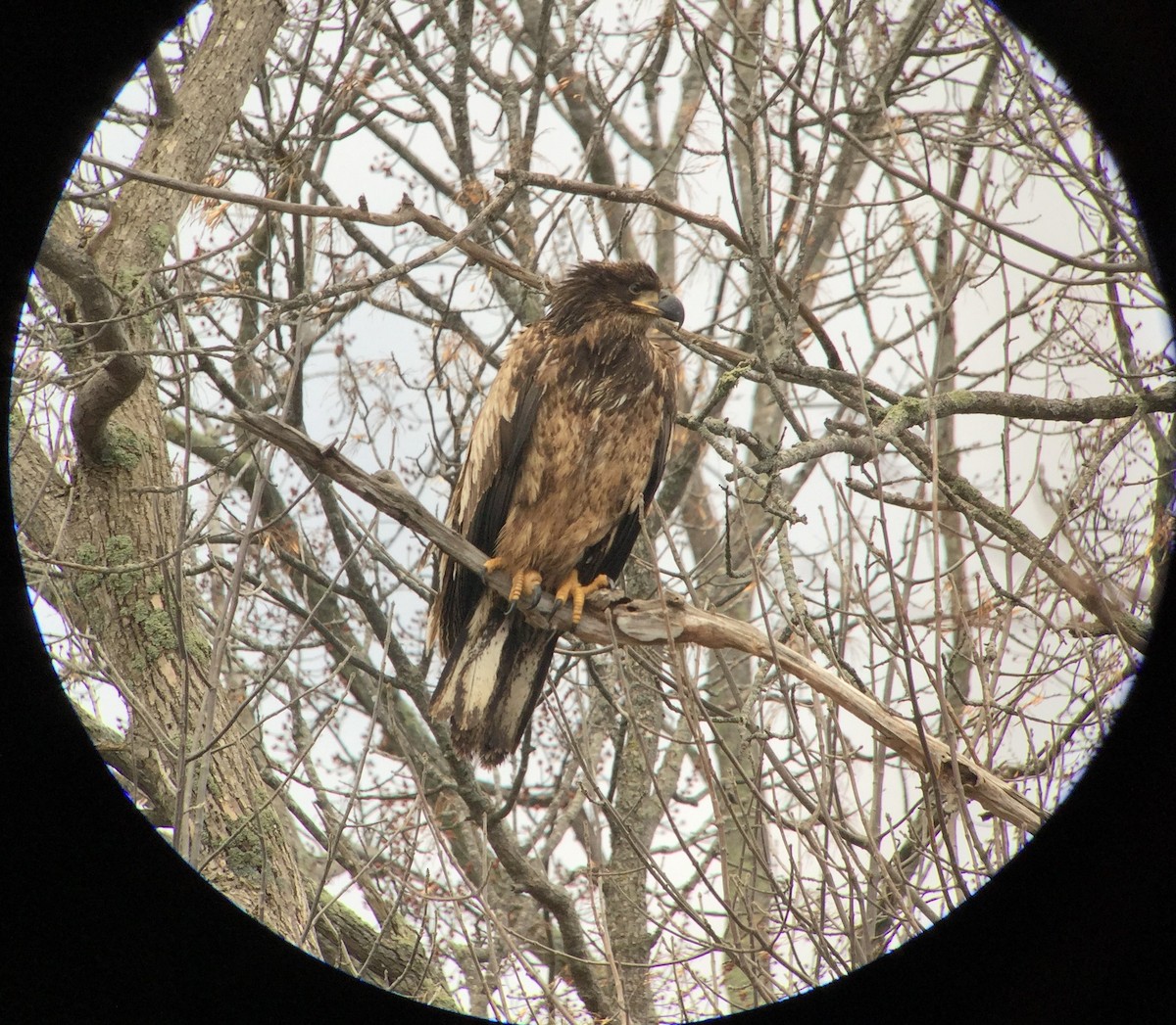 Weißkopf-Seeadler - ML523572021