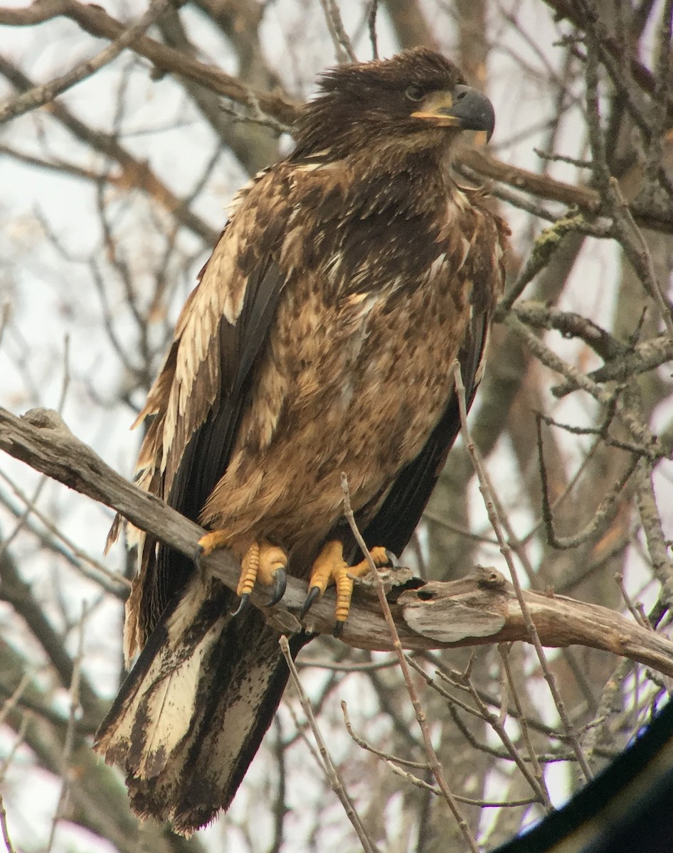 Bald Eagle - ML523572031