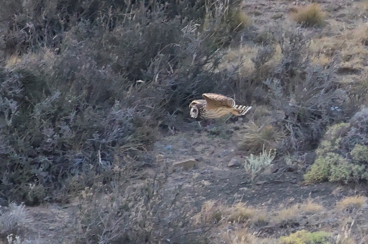 Short-eared Owl - ML523572331