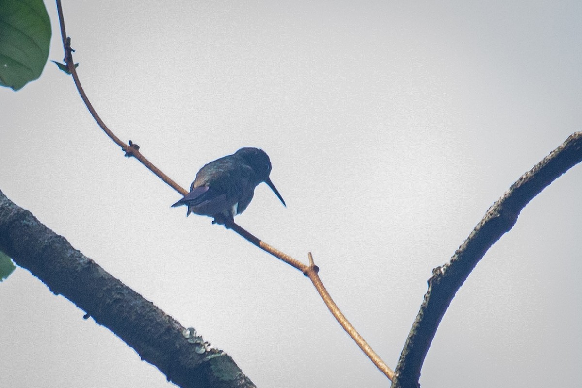 Steely-vented Hummingbird - ML523572421