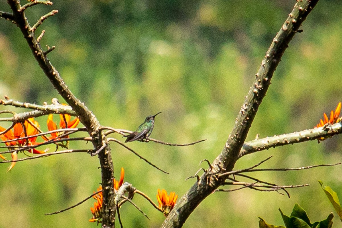 kolibřík zlatochvostý - ML523573081
