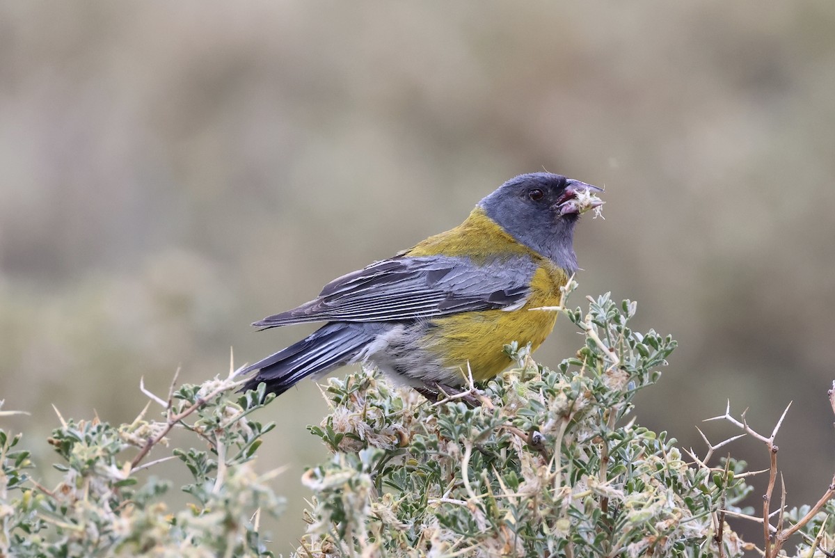 Gray-hooded Sierra Finch - ML523573331