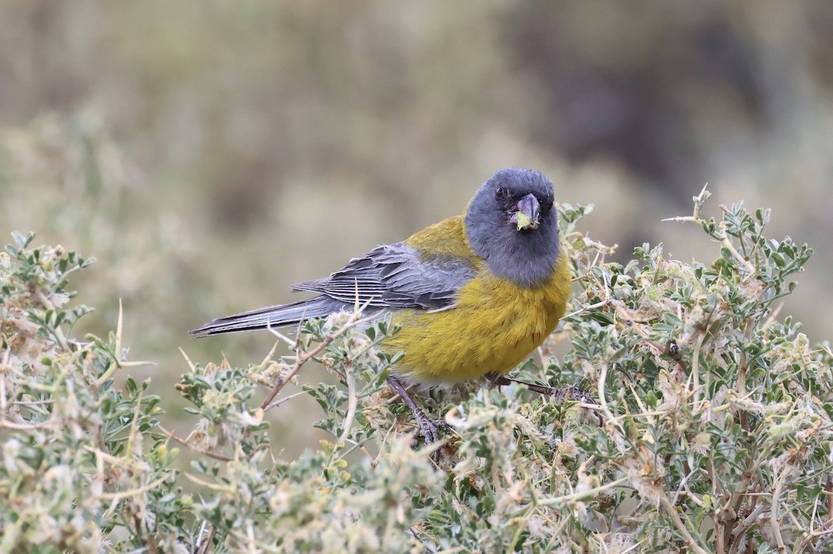 Gray-hooded Sierra Finch - ML523573341