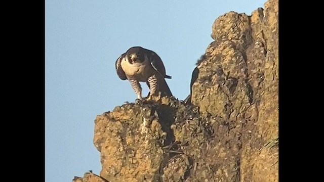 Peregrine Falcon - ML523574381