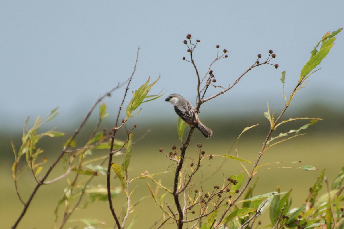 Marsh Seedeater - ML523576221