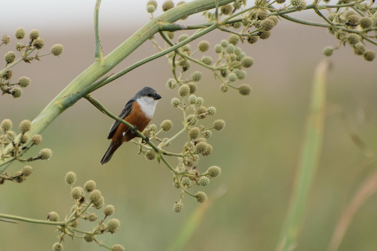 Marsh Seedeater - ML523576231