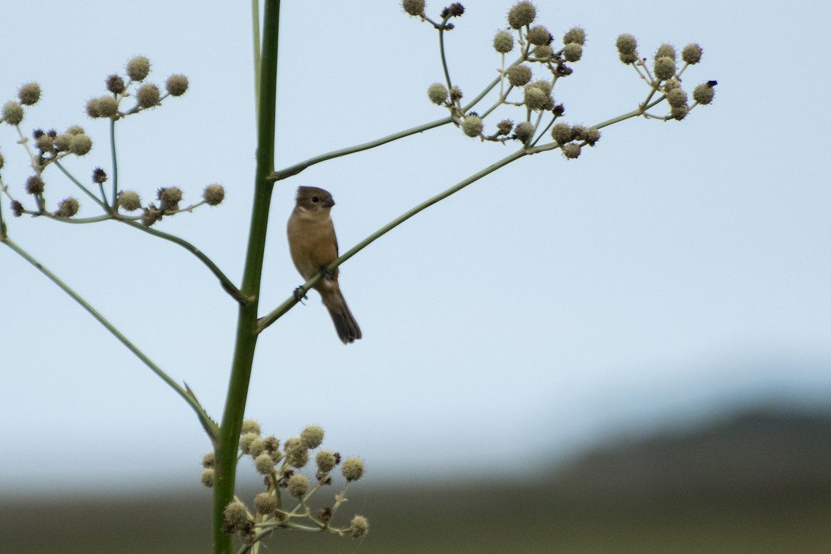 Marsh Seedeater - ML523576241
