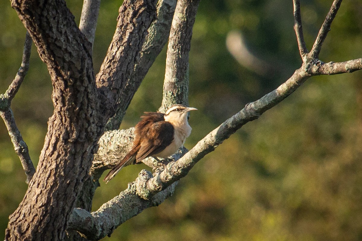 Bicolored Wren - Francisco Russo