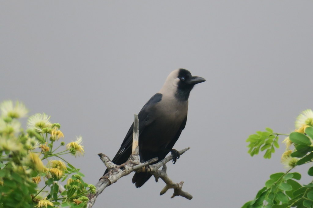 House Crow - ML52357631