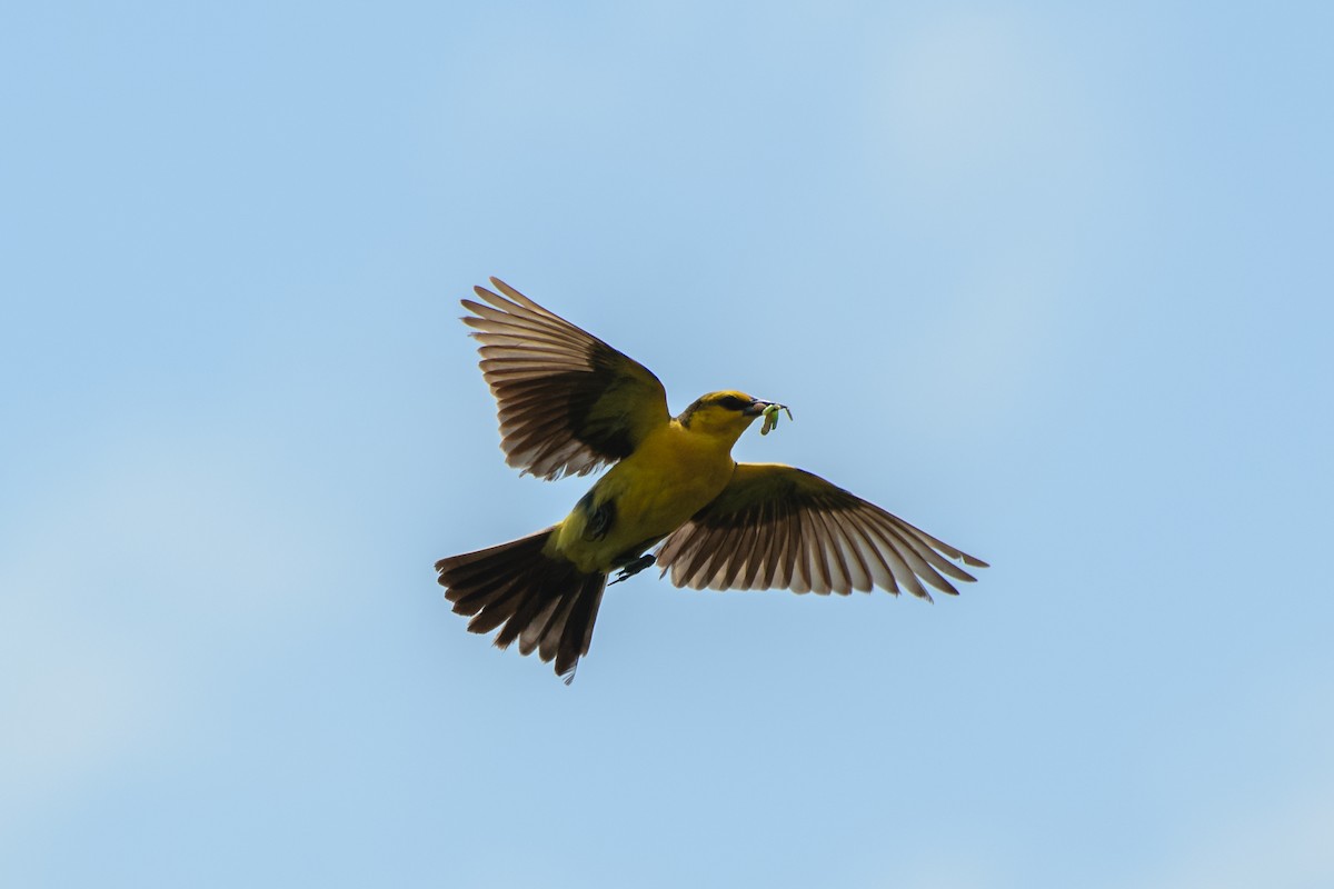 Saffron-cowled Blackbird - Andrés De Muro