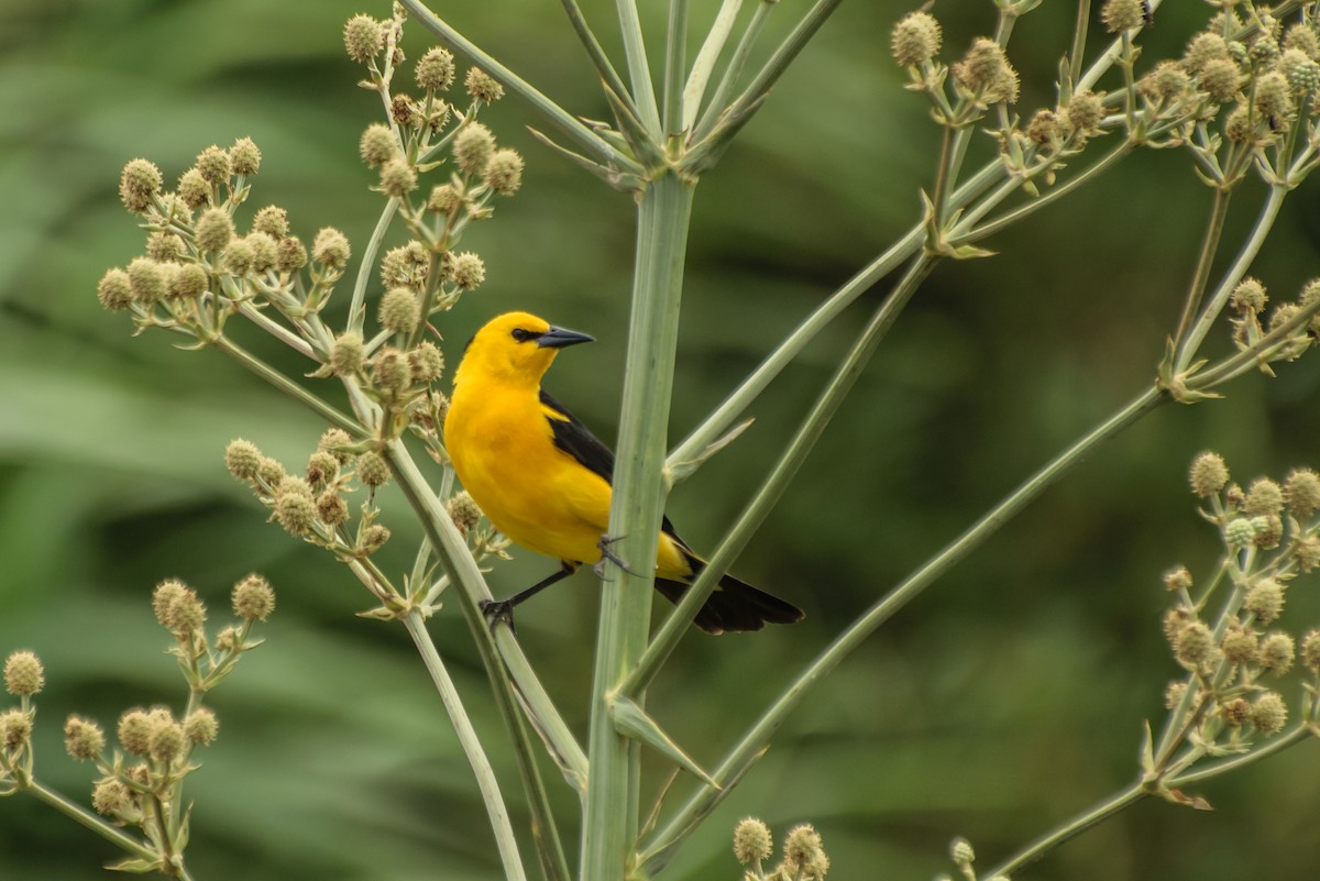 Saffron-cowled Blackbird - ML523576421