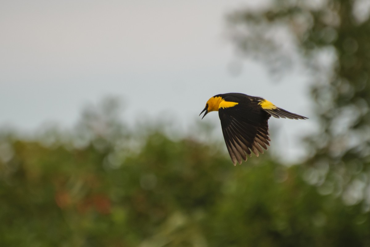 Saffron-cowled Blackbird - ML523576451