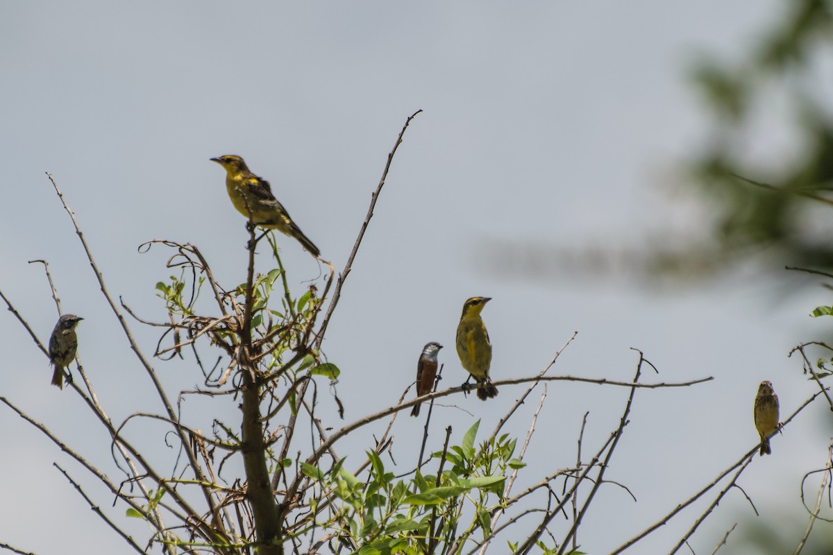 Saffron-cowled Blackbird - Andrés De Muro