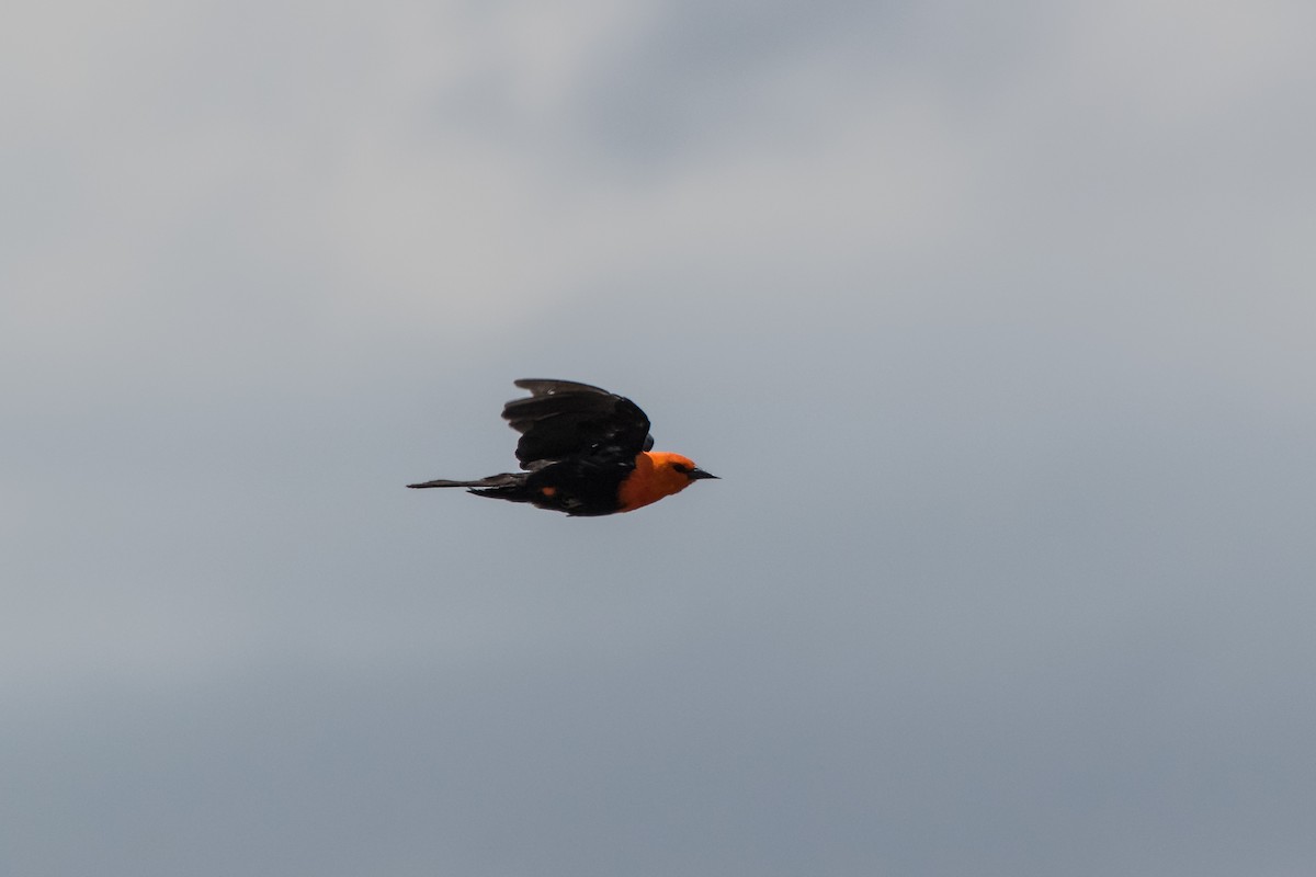 Scarlet-headed Blackbird - ML523576481