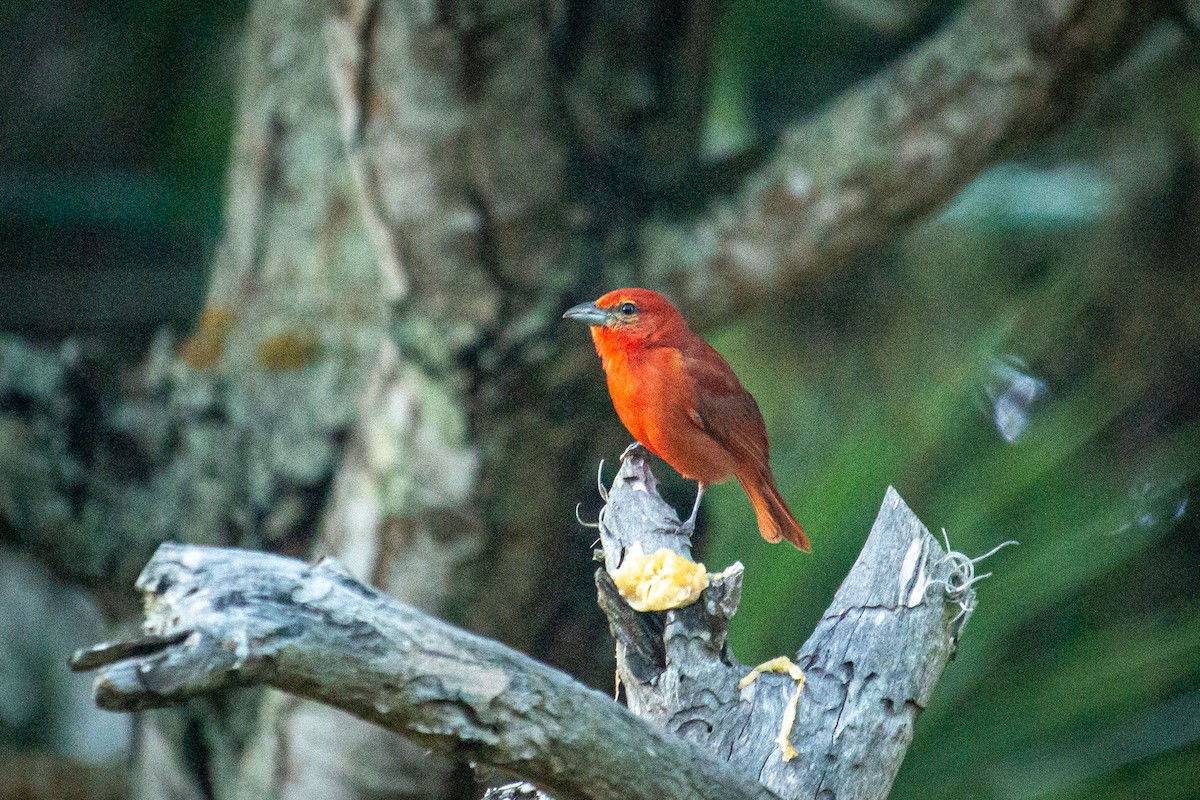 Piranga orangé - ML523576551