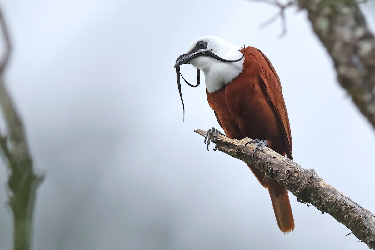 Three-wattled Bellbird - ML523576741