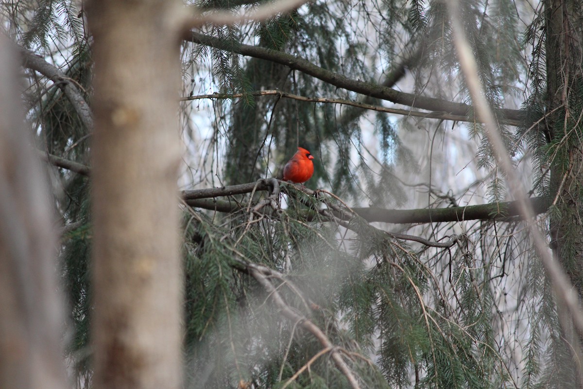 Cardinal rouge - ML52357681