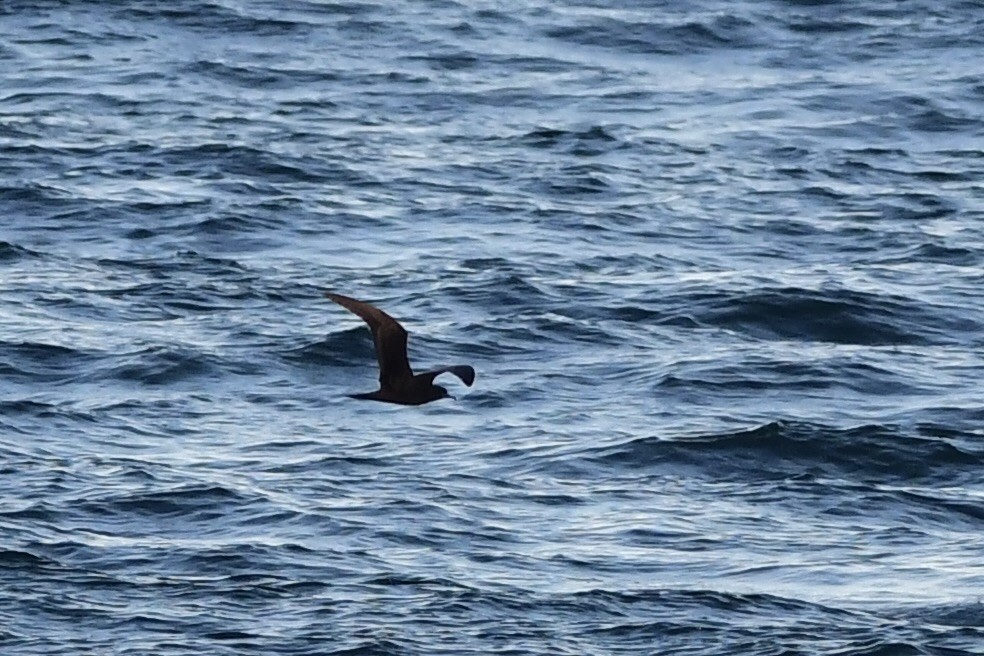 Wedge-tailed Shearwater - ML523577071