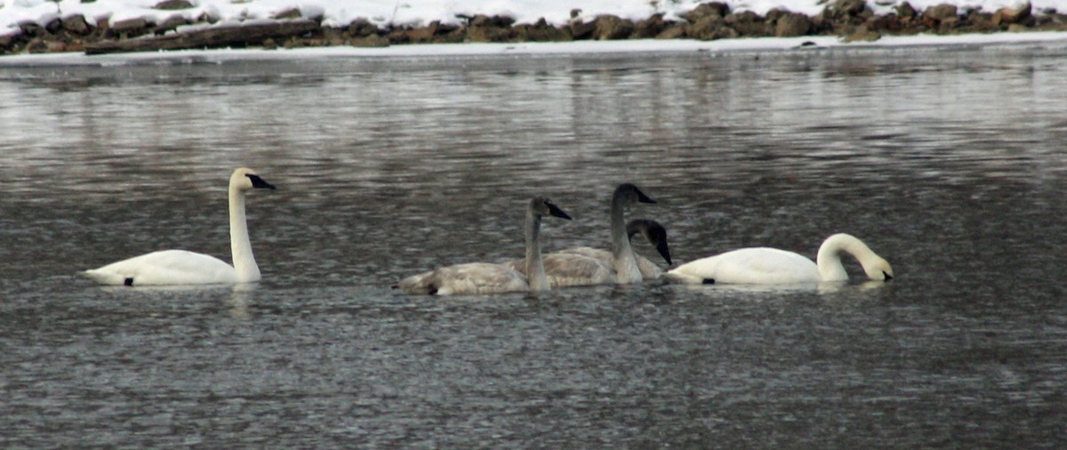 Trumpeter Swan - ML523577581