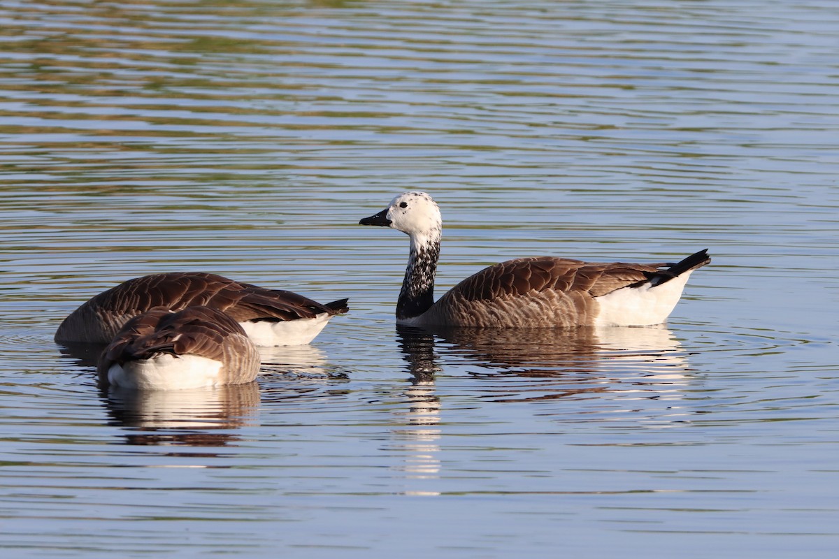 tanımsız Branta sp. - ML523578231