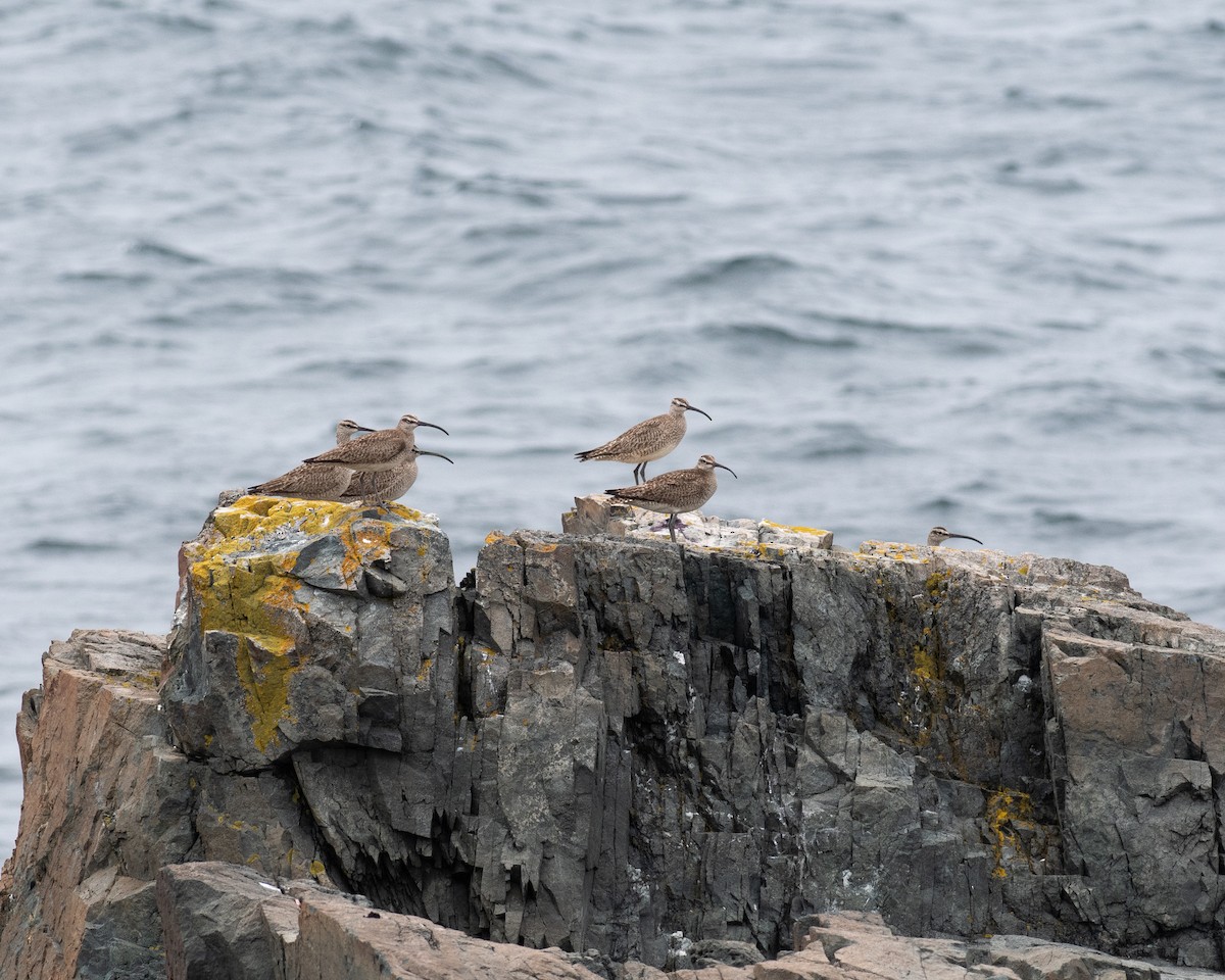 Regenbrachvogel - ML523578301