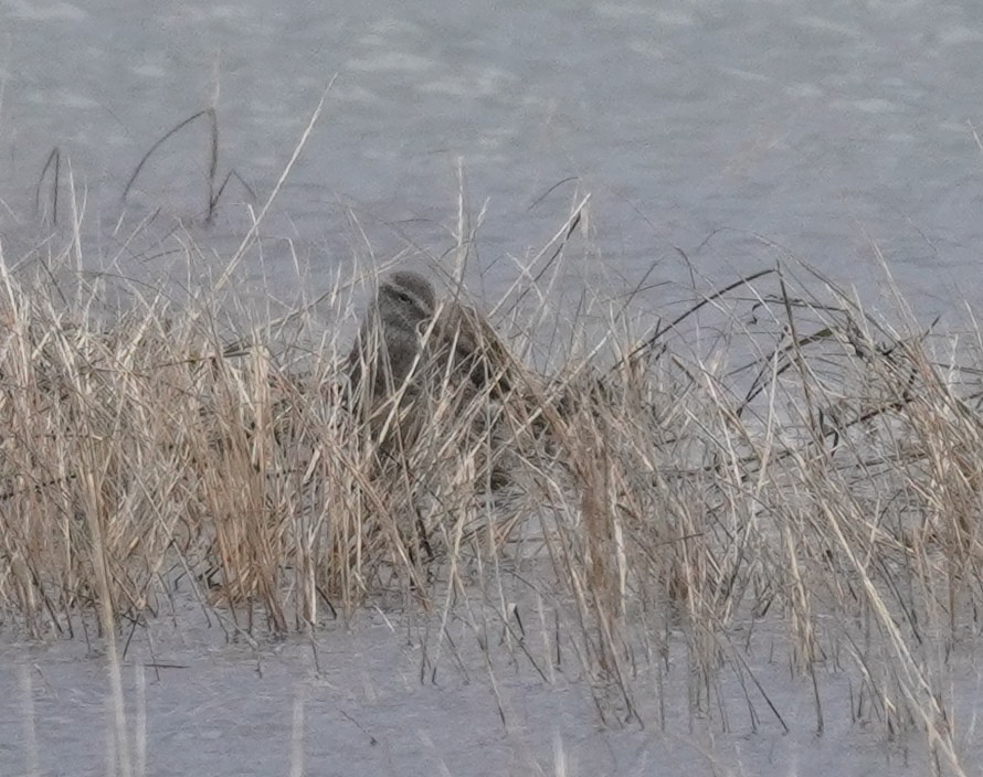 Long-billed Dowitcher - ML523578411