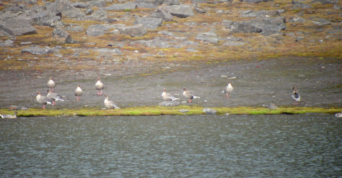 Pink-footed Goose - ML523579521