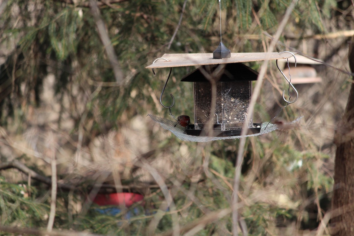 House Finch - ML52357981