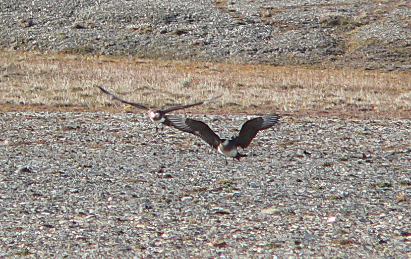 Parasitic Jaeger - ML523579861