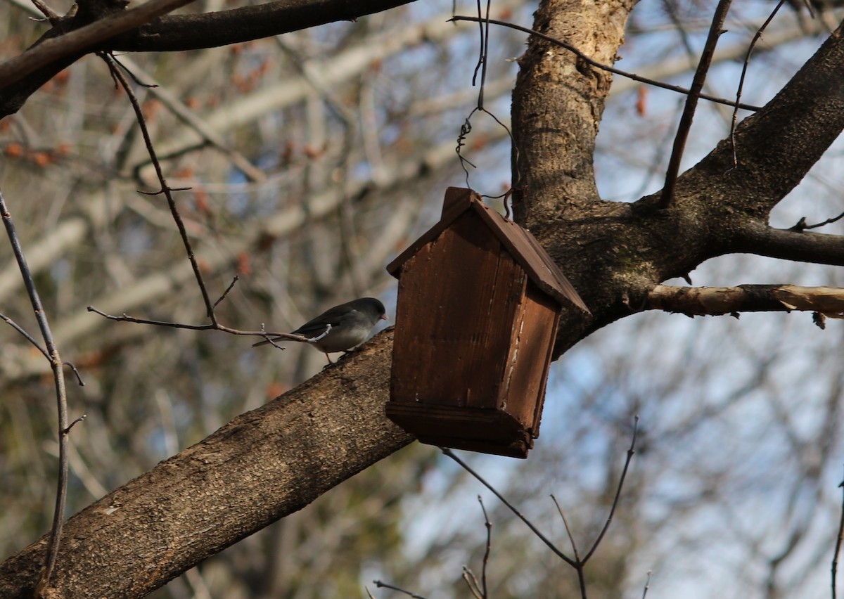 Dark-eyed Junco - ML52357991