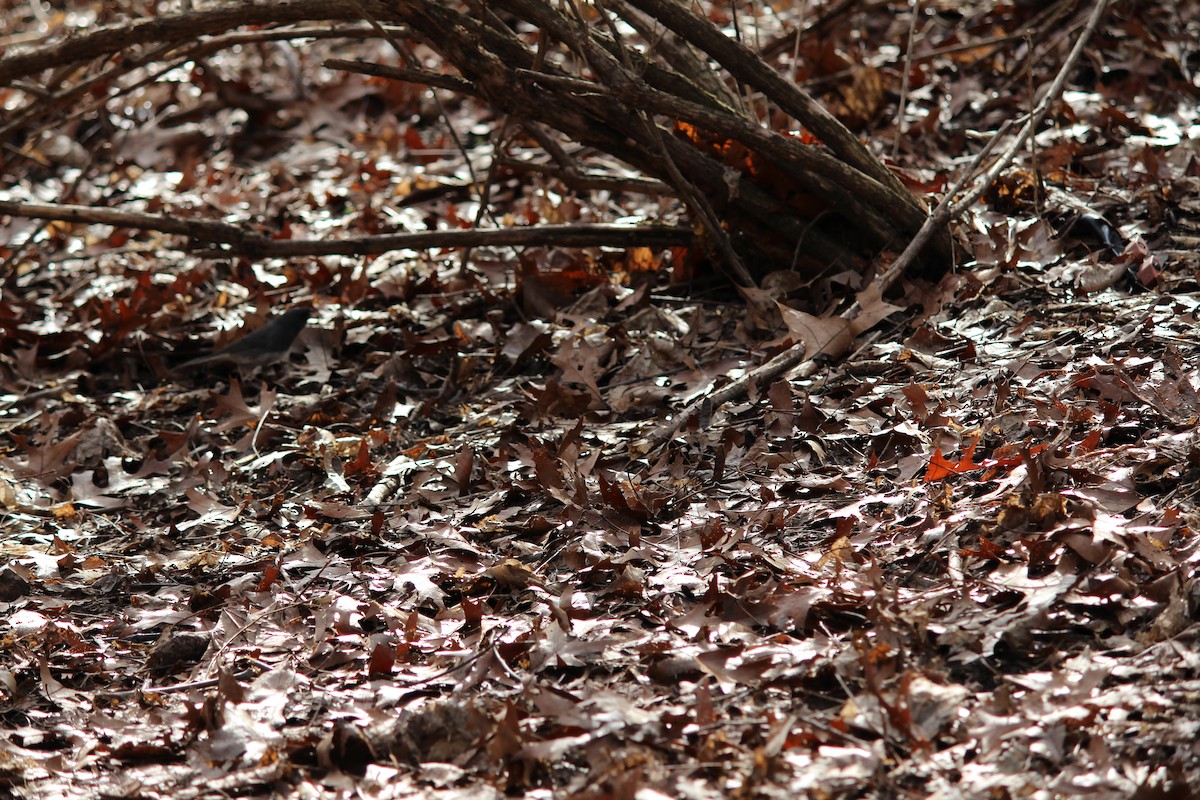 Dark-eyed Junco - ML52358011