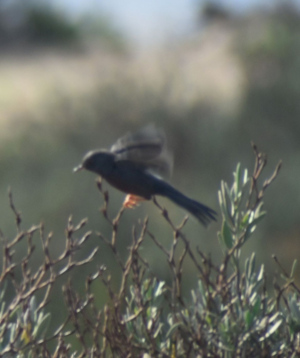 סבכי גלי - ML523580261