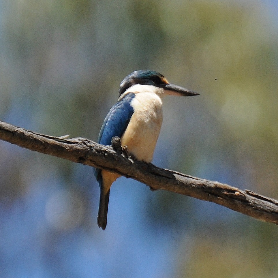 Sacred Kingfisher (Australasian) - Diana Flora Padron Novoa