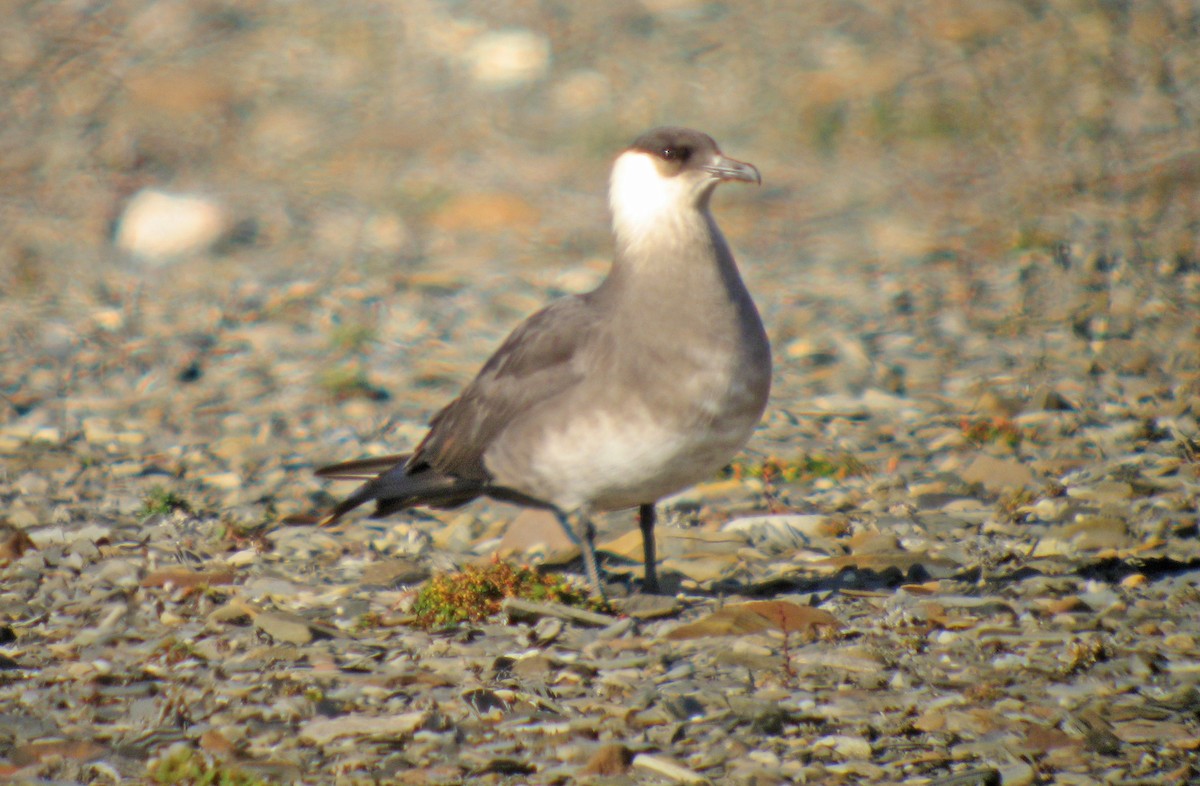 Parasitic Jaeger - ML523583421