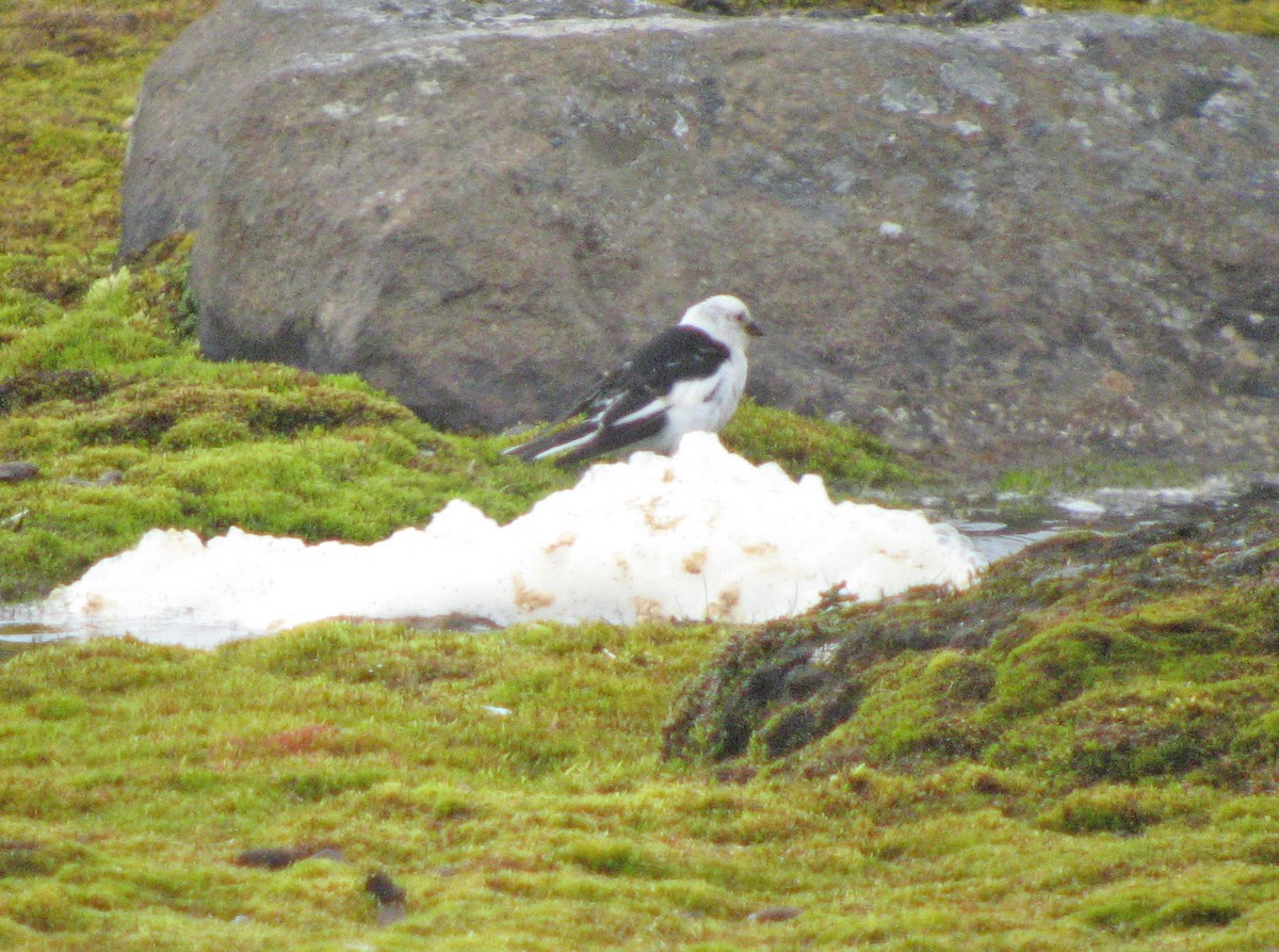 Snow Bunting - ML523583661