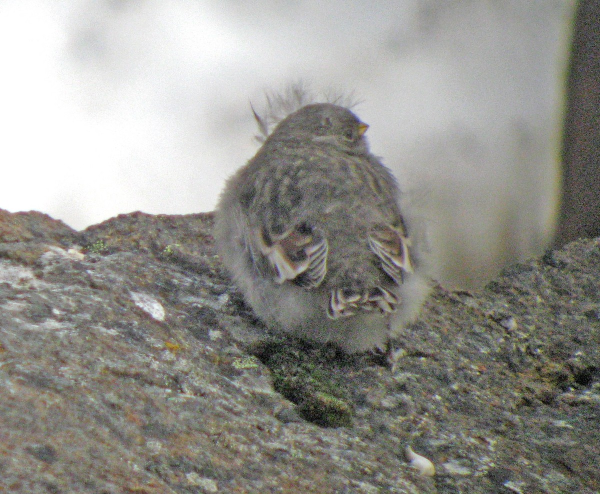 Snow Bunting - ML523583671