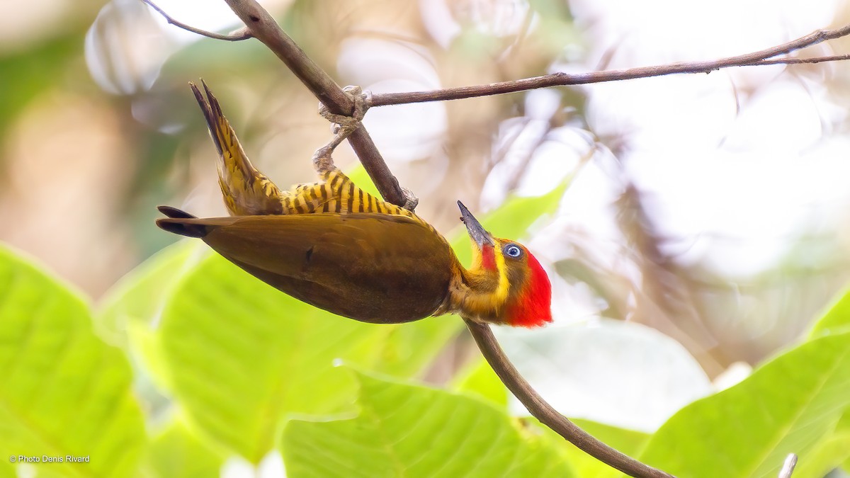 Golden-green Woodpecker - Denis Rivard