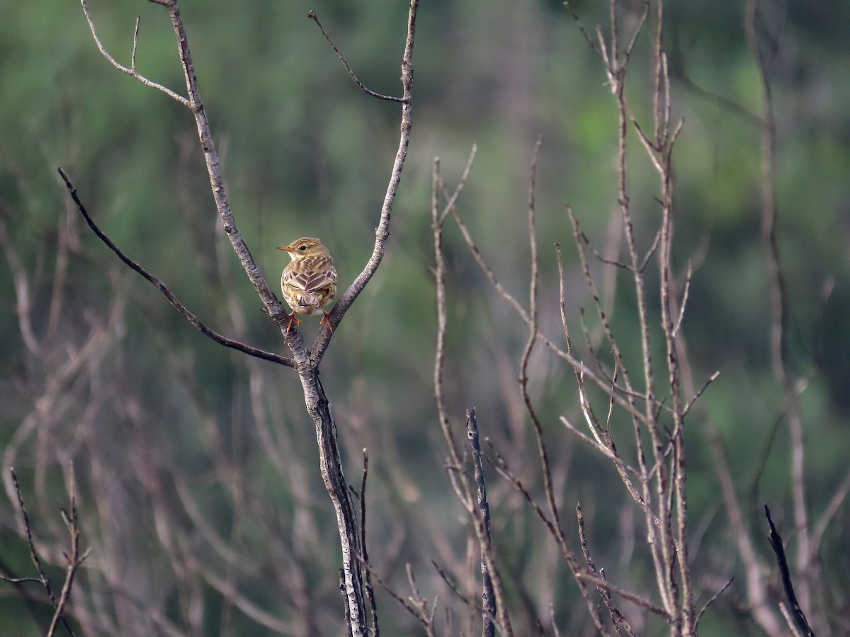 Meadow Pipit - ML523585501