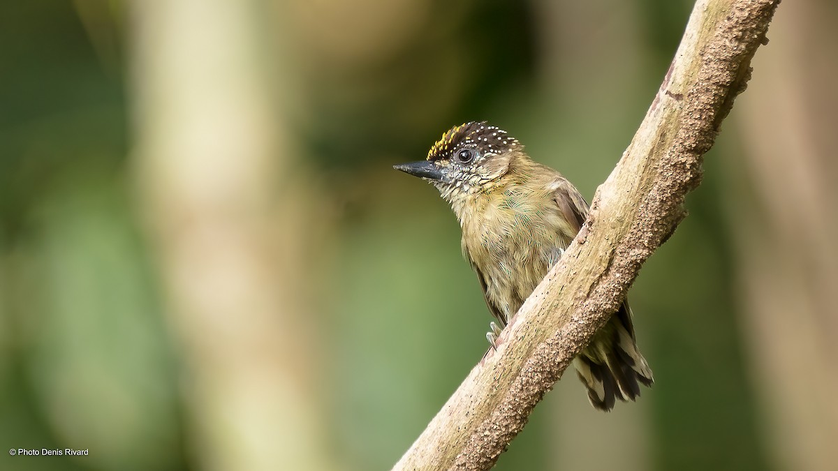 Olivaceous Piculet - Denis Rivard