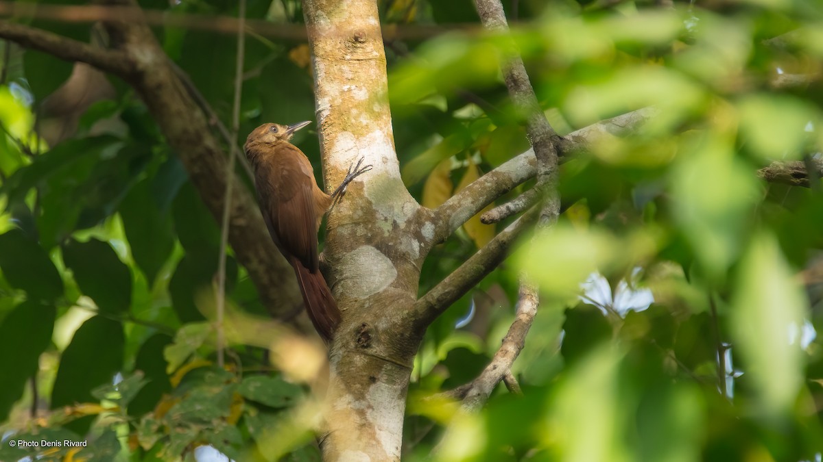 Plain-brown Woodcreeper - Denis Rivard