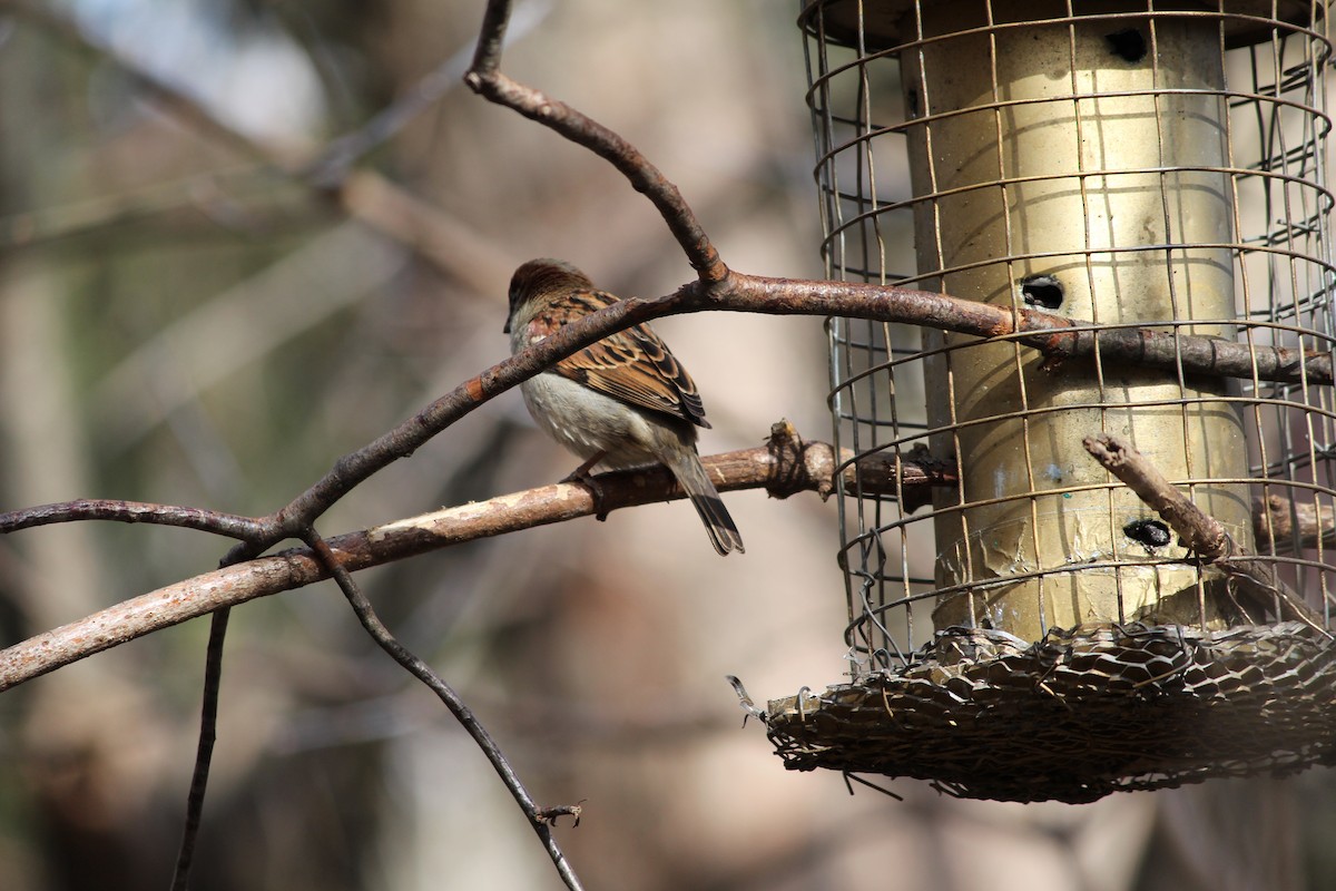 House Sparrow - ML52358831