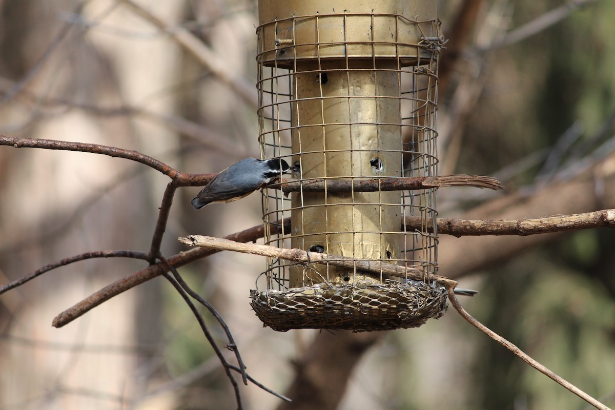 White-breasted Nuthatch - ML52358861