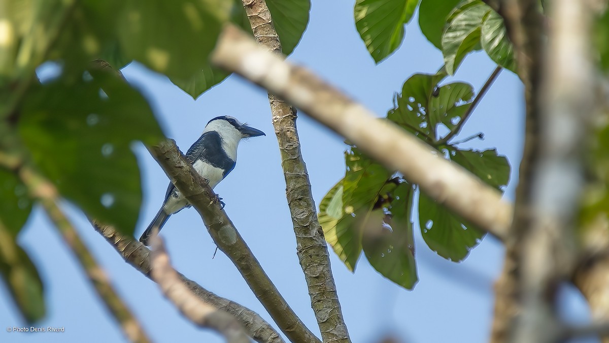 White-necked Puffbird - Denis Rivard