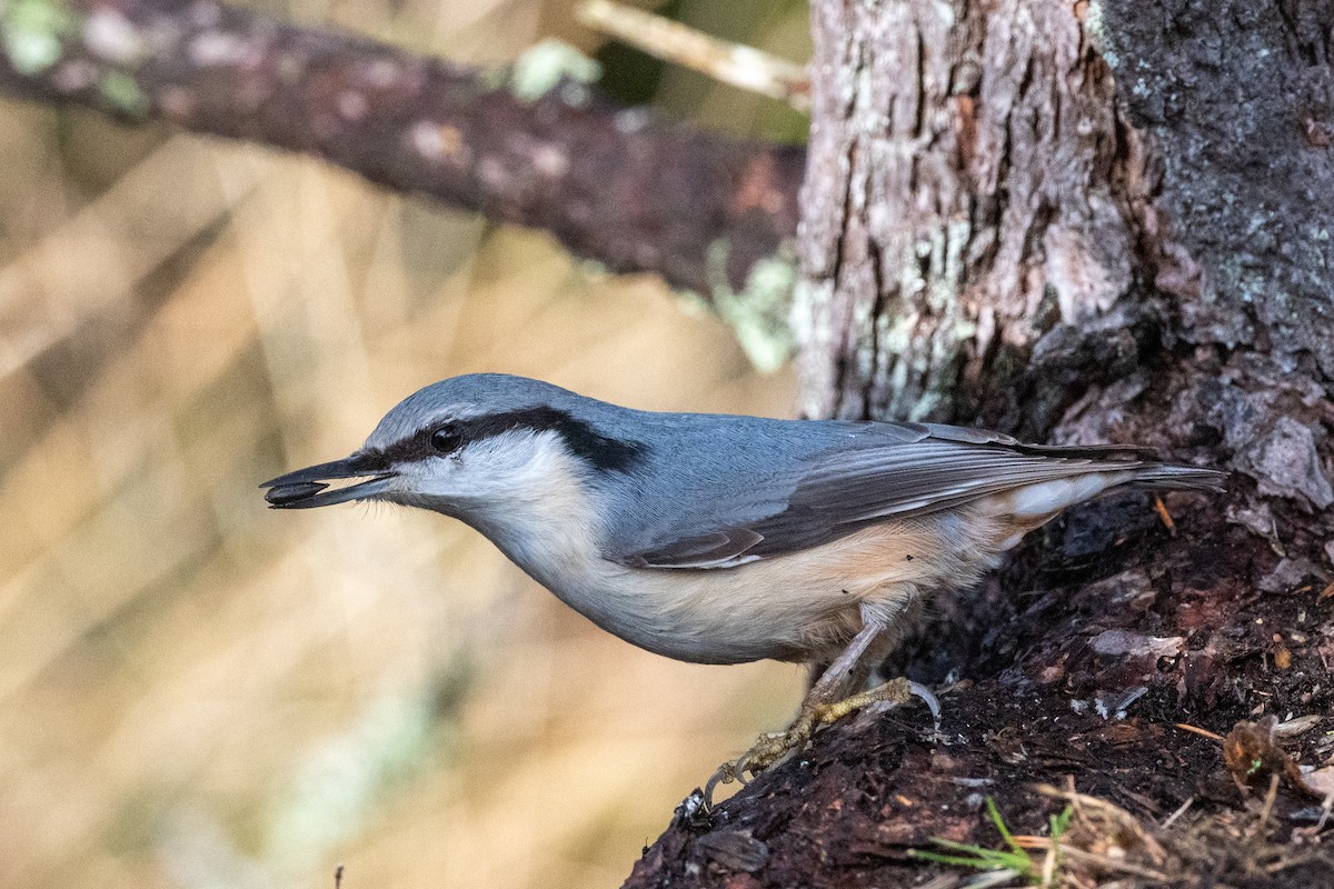ゴジュウカラ - ML523589101